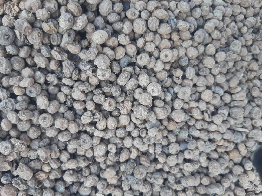 Tiger Nuts